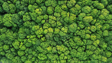 Solutions aerial view of trees