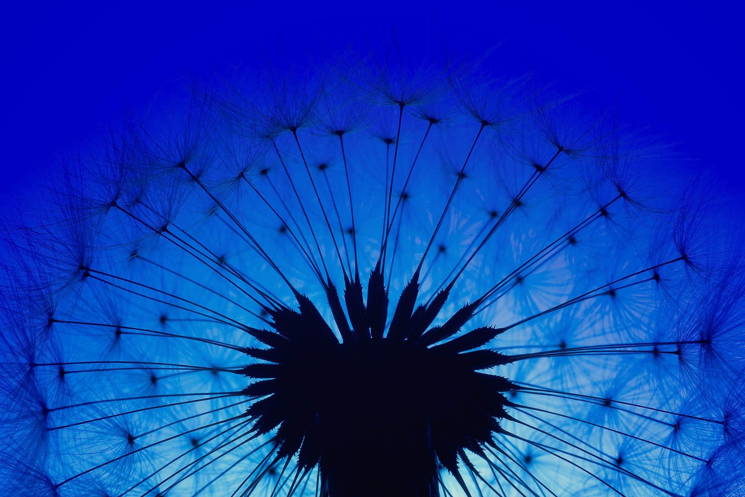 About flower 2 scaled