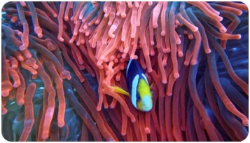 Activator Academy nature essentials