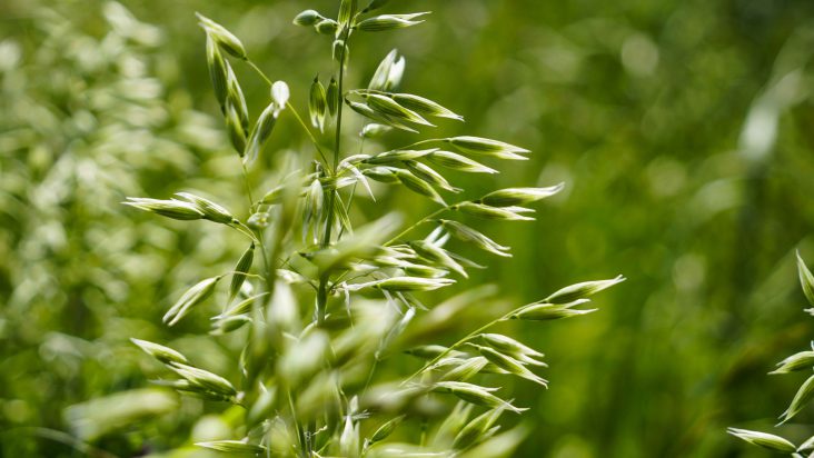 Carbon Credits & Projects regenerative agriculture in south america