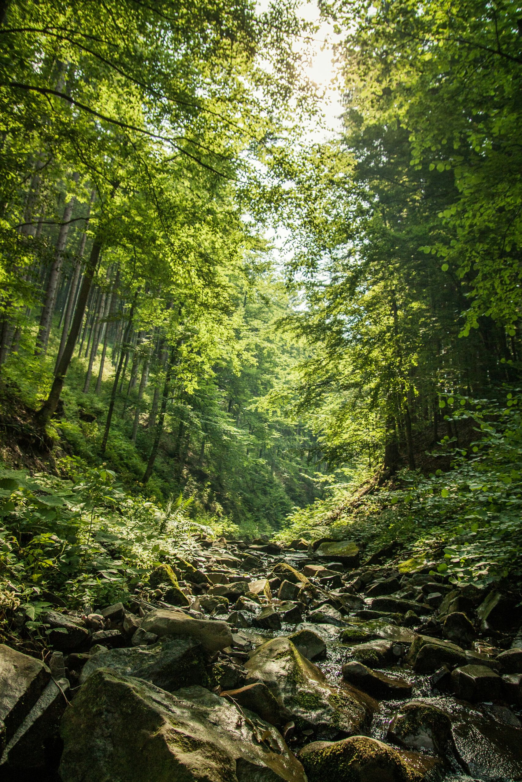 Supporting Ecolab’s Journey to Biodiversity Resilience stream in forest
